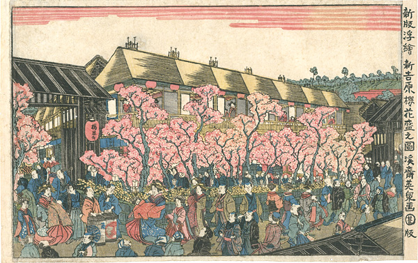 英泉「新吉原櫻花盛之圖」