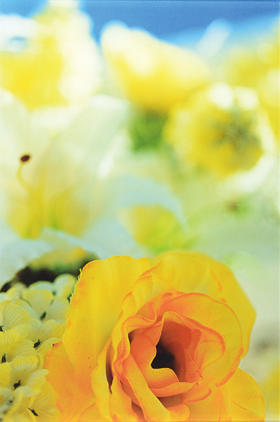 蜷川実花「Everlasting Flowers」