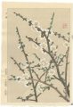 White Plum Blossoms