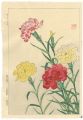 Carnation