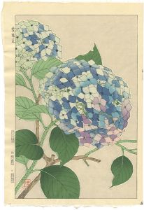 Kawarazaki Shodo / Hydrangea