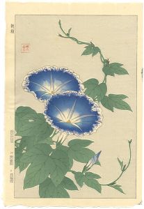 Kawarazaki Shodo / Morning glory
