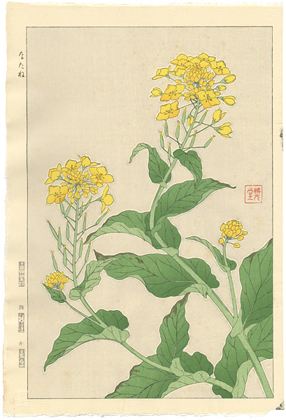 Kawarazaki Shodo “Rapeseed”