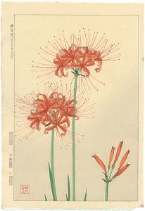 Kawarazaki Shodo / Red Spider Lily
