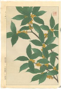 Kawarazaki Shodo / Sweet Osmanthus