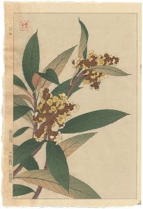 Kawarazaki Shodo / Loquat