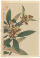Loquat