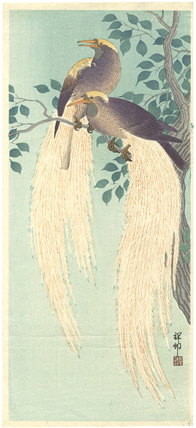 小原古邨（祥邨）「作品　（極楽鳥）」