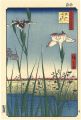 100 Famous Views of Edo / Iris......