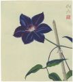 Clematis