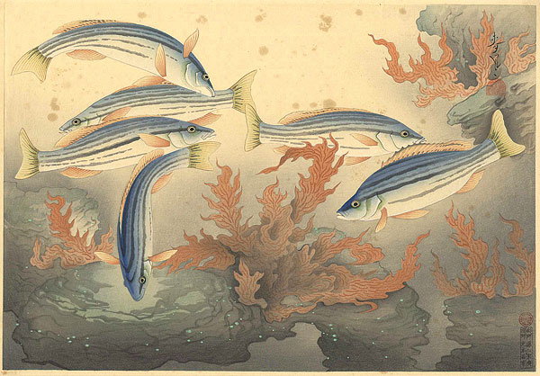 Ono Bakufu “Fish of Japan / The SHIMAISAGI (Striped Isagi)”