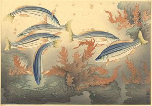Ono Bakufu / Fish of Japan / The SHIMAISAGI (Striped Isagi)