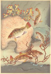 Ono Bakufu / Fish of Japan / The Mebaru (Rockfish)