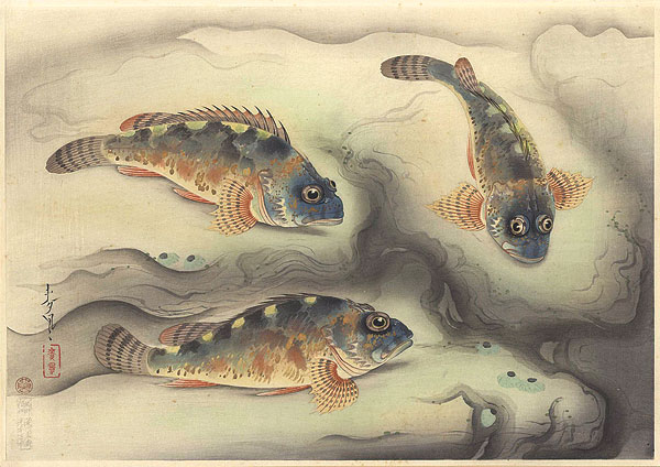 大野麥風「大日本魚類画集　カサゴ」