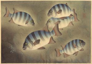 大野麥風「大日本魚類画集　イシダイ」
