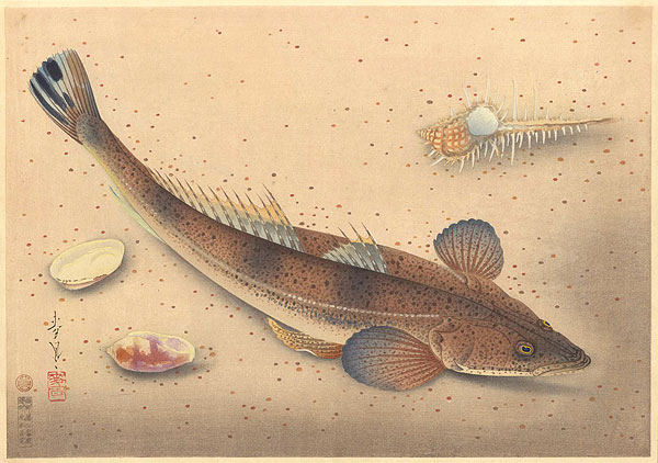 大野麥風「大日本魚類画集　コチ」
