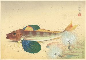 大野麥風「大日本魚類画集　ホオボオ」