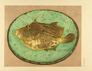 Oka Shikanosuke / Filefish