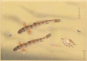 Ono Bakufu / Fish of Japan / The Mahaze (Yellowfin Goby)