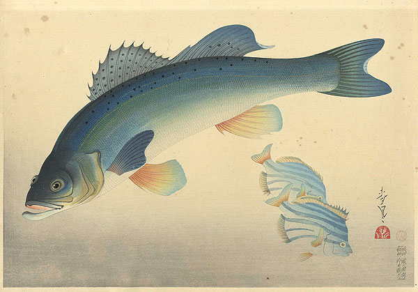 大野麥風「大日本魚類画集　スズキ」