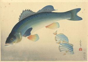 大野麥風「大日本魚類画集　スズキ」