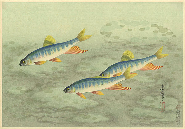大野麥風「大日本魚類画集　オイカワ」