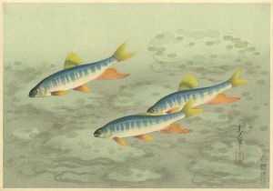 大野麥風「大日本魚類画集　オイカワ」