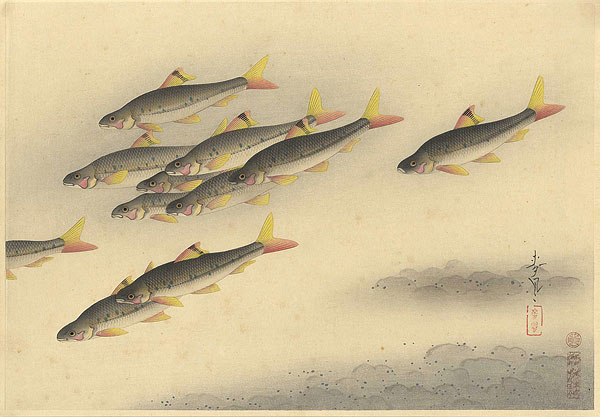 大野麥風「大日本魚類画集　ヒガイ」