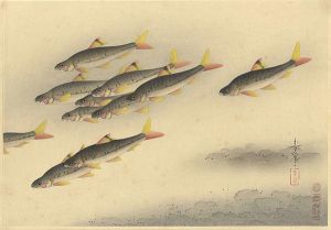 大野麥風「大日本魚類画集　ヒガイ」