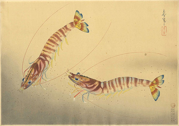 Ono Bakufu “Fish of Japan / The Kurumaebi (Prawn) ”