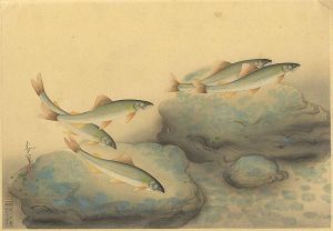 Ono Bakufu / Fish of Japan / The Ayu (Sweetfish) 