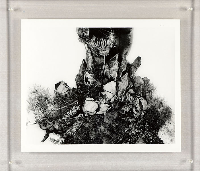 Araki Nobuyoshi “作品”