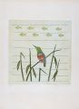 Bird and Fish