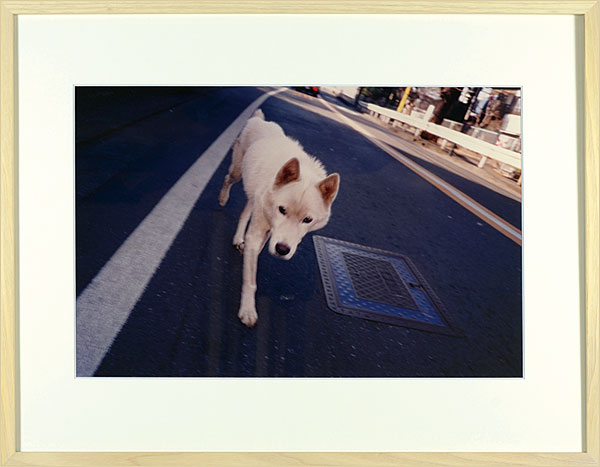 Nara Yoshitomo “Photo : White Dog”