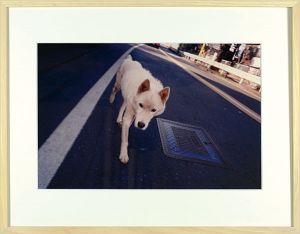 写真 白い犬