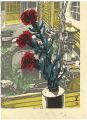 Carnation