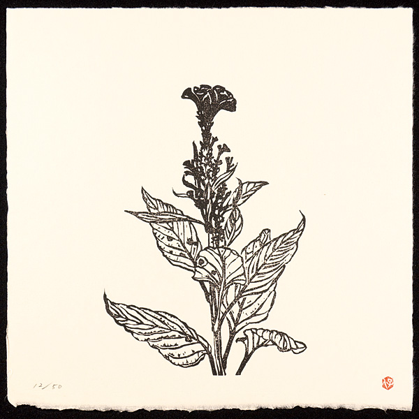 Horikoshi Yasuji “白い秋”