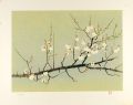 White Plum