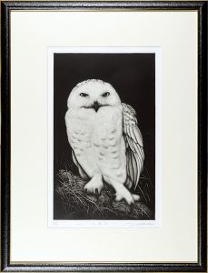 Ikuta Koji / White Owl