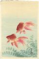 Goldfish