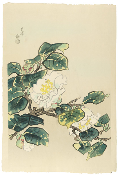 Kotozuka  Eiichi “White Camellia”