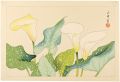 Calla （tentative title）