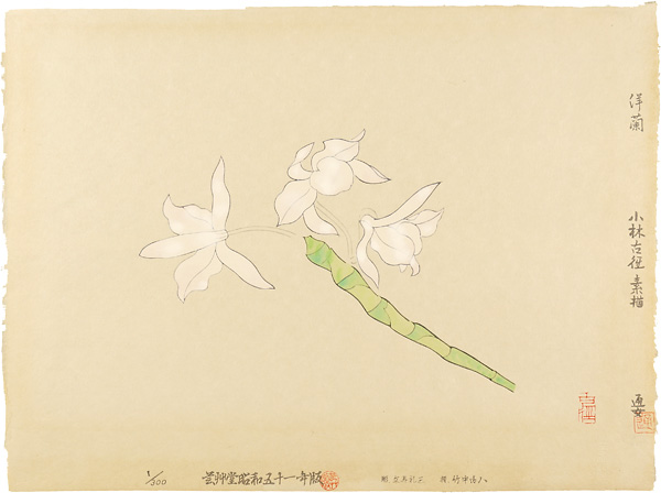 小林古径「洋蘭」