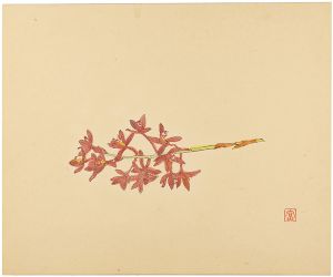 蘭花