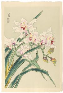 Kotozuka  Eiichi / Orchid