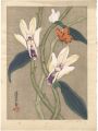 Orchid, Butterfly and Ladybug