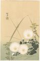 Chrysanthemum & Cricket (tenta......