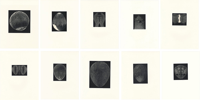 Karasawa Hitoshi “星殻集”