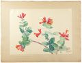 Trumpet Honeysuckle