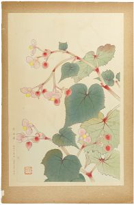 Fukuda Suiko / Hardy Begonia